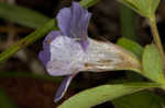 Oblongleaf snakeherb